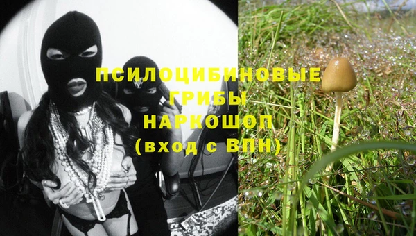 стаф Корсаков